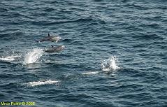 3 - Delfini - La gioia di vivere - Dolphins - The joy of living